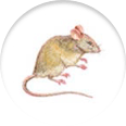 Rodents control by pest control gurgaon