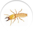 Termites control by pest control gurgaon