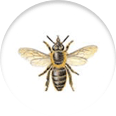 Wasps control by pest control gurgaon
