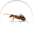 Wasps control by pest control gurgaon